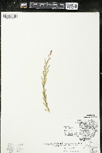 Polygala polygama var. obtusata image