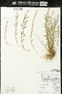 Polygala polygama var. obtusata image