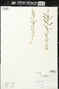 Polygala polygama var. obtusata image