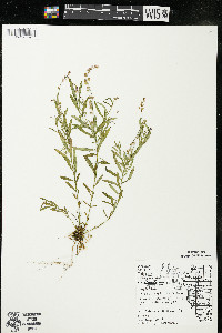 Polygala polygama var. obtusata image