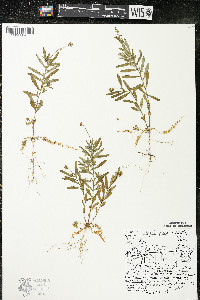 Polygala polygama var. obtusata image