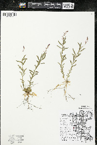 Polygala polygama var. obtusata image