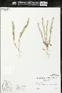 Polygala polygama var. obtusata image