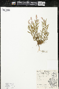 Polygala polygama var. obtusata image