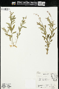 Polygala polygama var. obtusata image