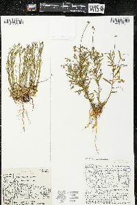 Polygala polygama var. obtusata image