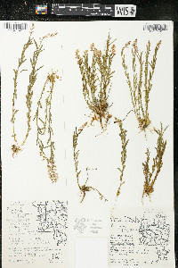 Polygala polygama var. obtusata image