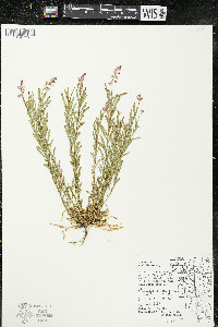 Polygala polygama var. obtusata image