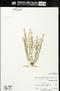 Polygala polygama var. obtusata image