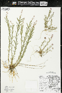 Polygala polygama var. obtusata image