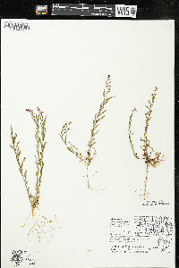 Polygala polygama var. obtusata image