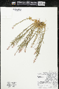 Polygala polygama var. obtusata image