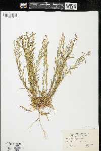 Polygala polygama var. obtusata image