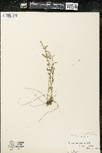 Polygala polygama var. obtusata image