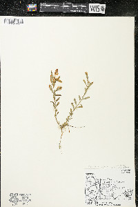 Polygala polygama var. obtusata image