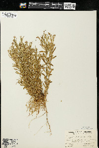 Polygala polygama var. obtusata image