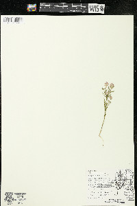 Polygala sanguinea image