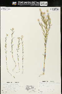 Polygala sanguinea image