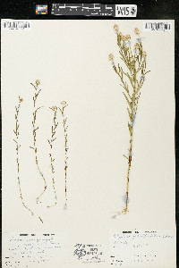 Polygala sanguinea image