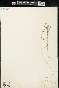 Polygala sanguinea image