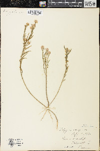 Polygala sanguinea image