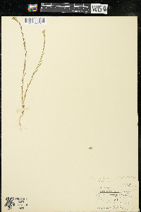 Polygala sanguinea image