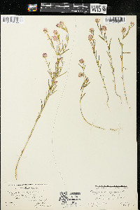 Polygala sanguinea image