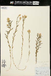 Polygala sanguinea image