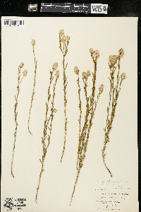 Polygala sanguinea image