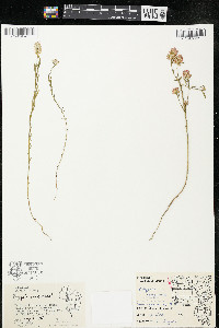 Polygala sanguinea image