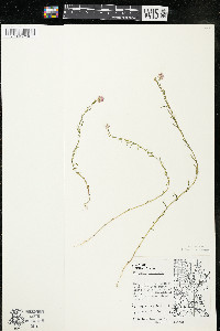 Polygala sanguinea image