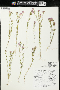 Polygala sanguinea image