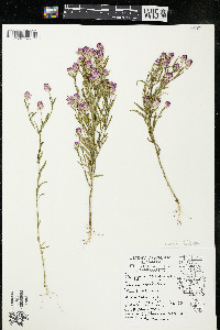 Polygala sanguinea image