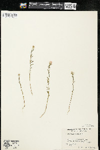 Polygala sanguinea image