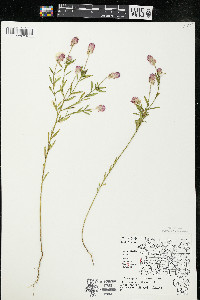 Polygala sanguinea image