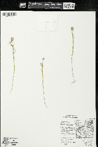 Polygala sanguinea image