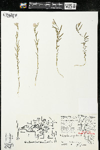 Polygala sanguinea image