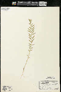 Polygala sanguinea image