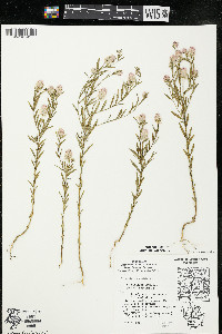 Polygala sanguinea image