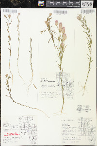 Polygala sanguinea image