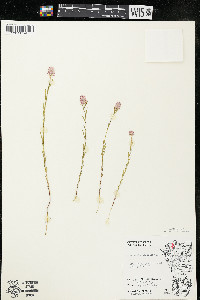 Polygala sanguinea image
