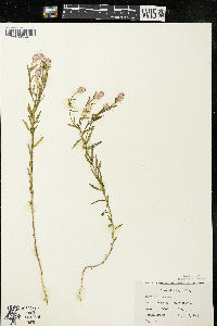 Polygala sanguinea image