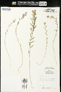 Polygala sanguinea image