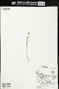 Polygala sanguinea image