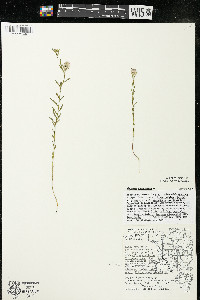 Polygala sanguinea image