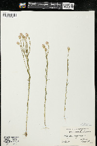 Polygala sanguinea image