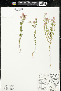 Polygala sanguinea image