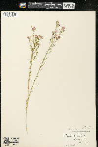 Polygala sanguinea image