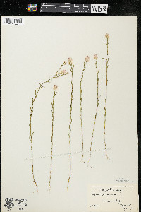 Polygala sanguinea image