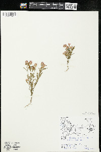 Polygala sanguinea image